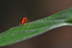 Clinolabus funicularis