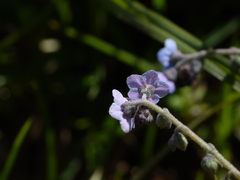 Cynoglossum