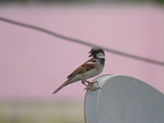 Passer domesticus