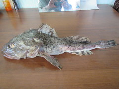 Myoxocephalus