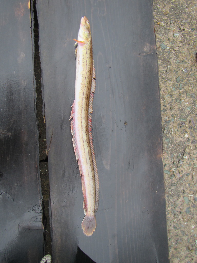 Blackline Prickleback