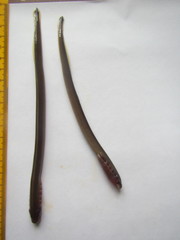 Lethenteron camtschaticum