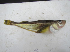 Sailfin Sandfish photo 4