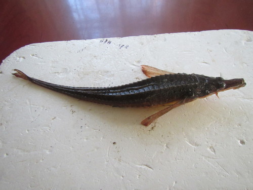 Tubenose poacher (Brachyopsis segaliensis) — Agonidae