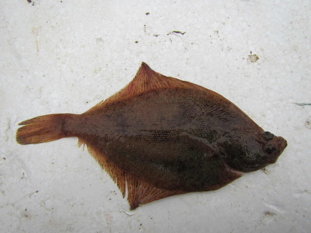 Dotted flounder (Limanda punctatissima) — Pleuronectidae