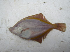 Limanda aspera