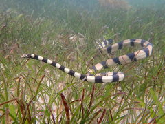 Hydrophis coggeri