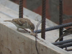 Passer domesticus