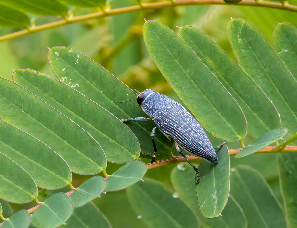Lampetis timoriensis