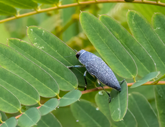 Lampetis timoriensis