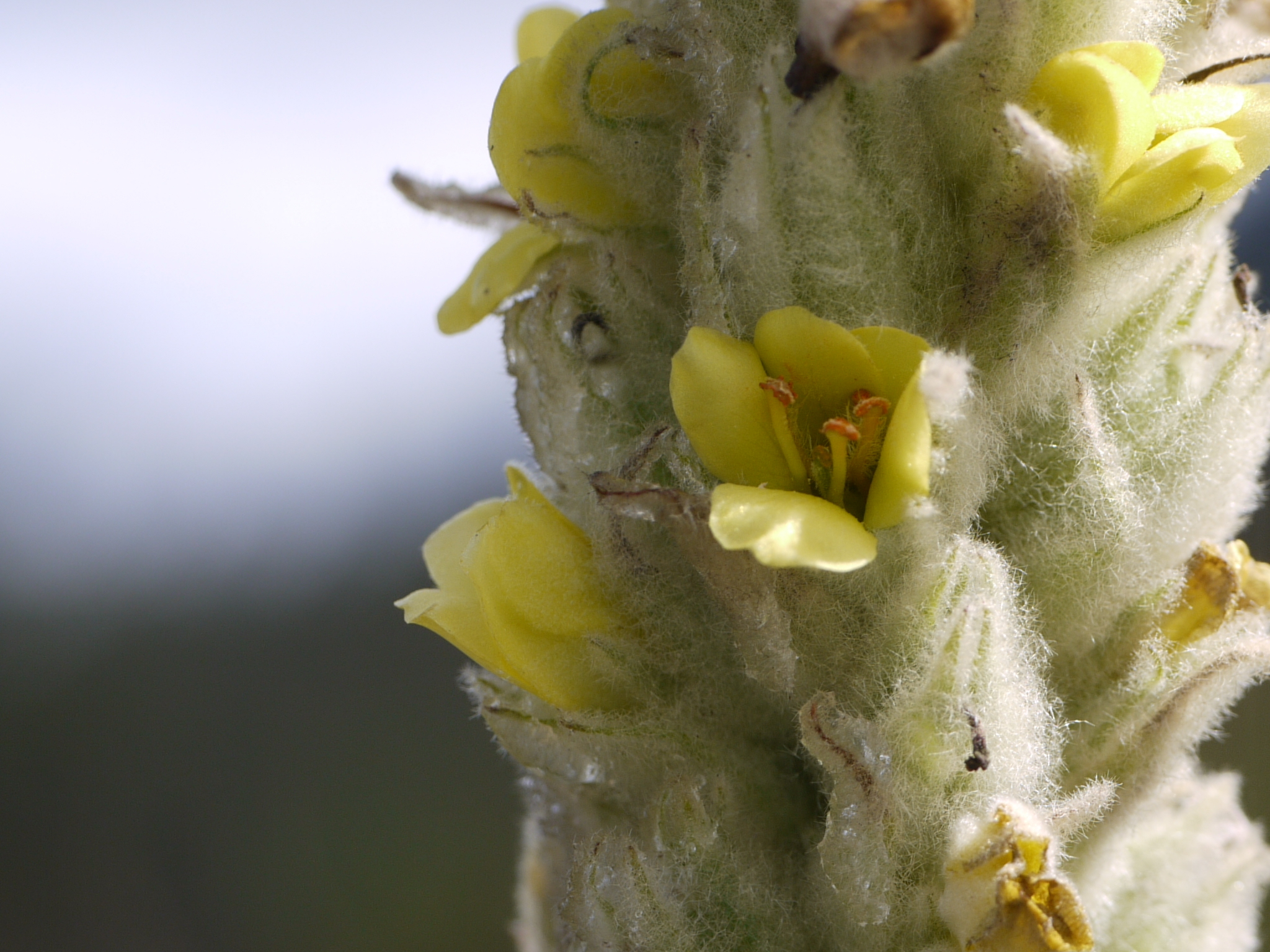 Verbascum thapsus L.