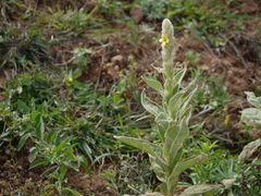 Verbascum thapsus