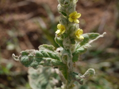Verbascum thapsus