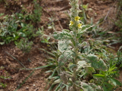 Verbascum thapsus