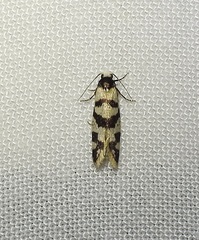 Lepidoscia characota