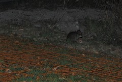 Potorous tridactylus