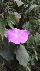 Ipomoea mairetii