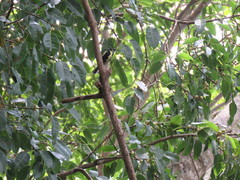 Machlolophus aplonotus