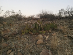 Opuntia microdasys