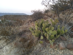 Opuntia microdasys