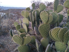 Opuntia microdasys