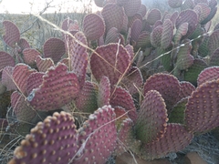 Opuntia microdasys