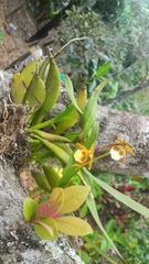 Prosthechea obpiribulbon