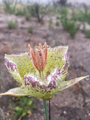 Calochortus weedii intermedius