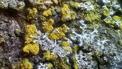 Candelariella xanthostigma