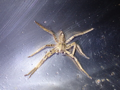 Heteropoda pingtungensis