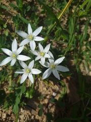 Ornithogalum