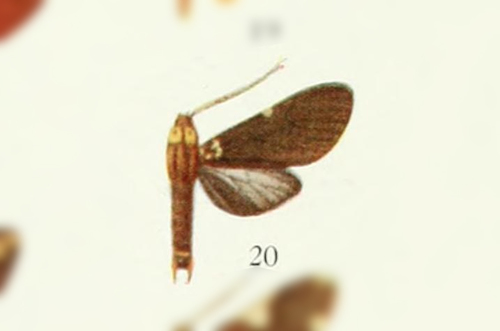 Aemilia castanea