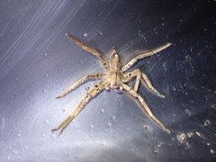 Heteropoda pingtungensis