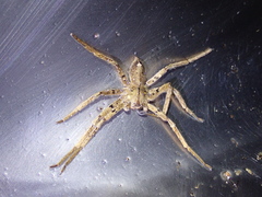 Heteropoda pingtungensis