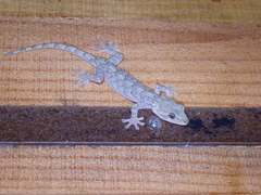 Gekko guishanicus
