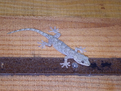 Gekko guishanicus