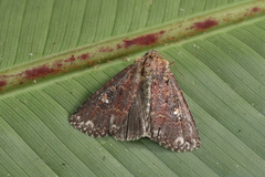 Condica albigera
