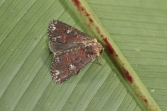 Condica albigera