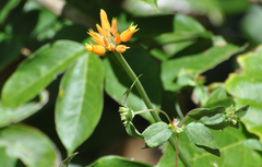 Gurania lobata