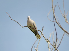 Streptopelia decaocto