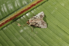 Perigea glaucoptera