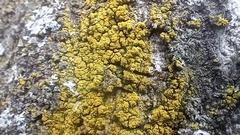 Candelariella xanthostigma