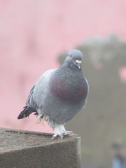 Columba livia domestica