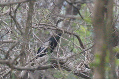 Anhinga melanogaster