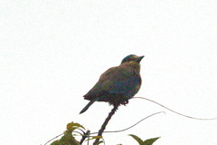 Coracias benghalensis