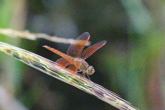 Brachythemis contaminata