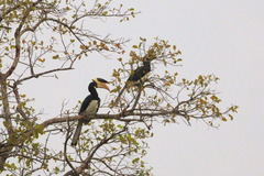 Anthracoceros coronatus