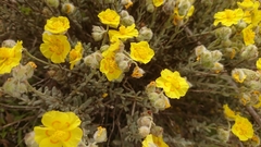 Helianthemum