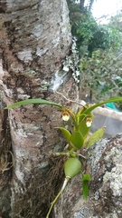 Prosthechea obpiribulbon