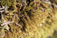 Philonotis caespitosa